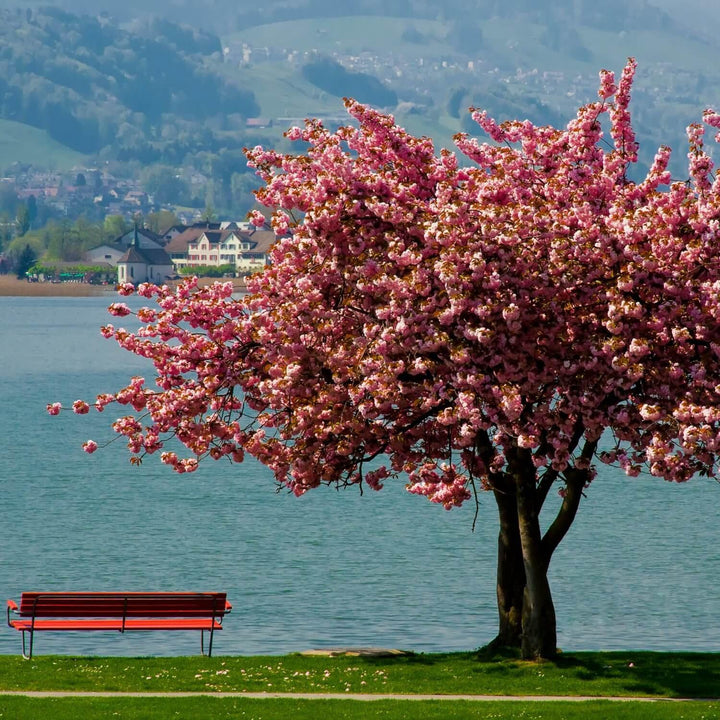 a Tree, Plant, or Flowers of Your Own - this version does not come with a Tree - The Living Urn