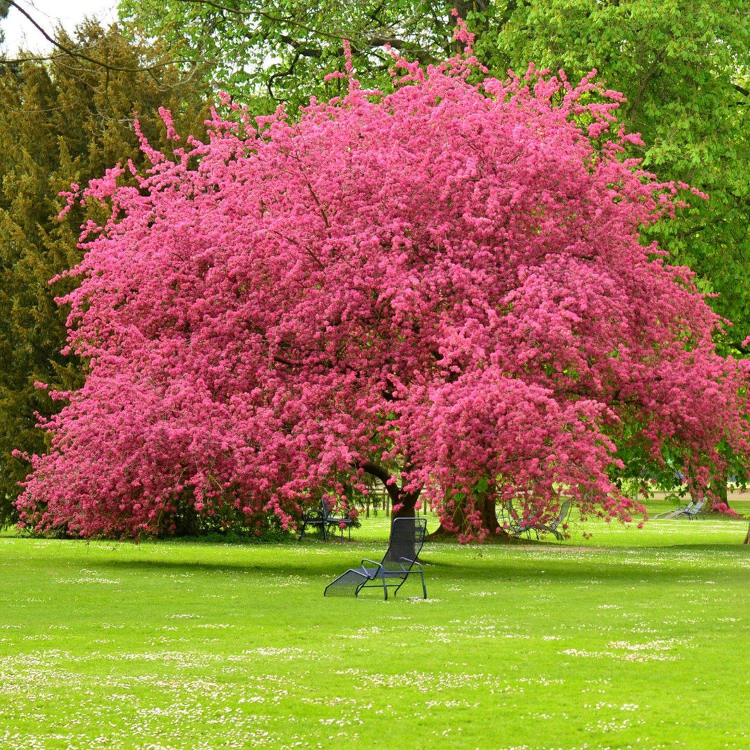 The Living Urn® for Pets - Pre-Planning Program