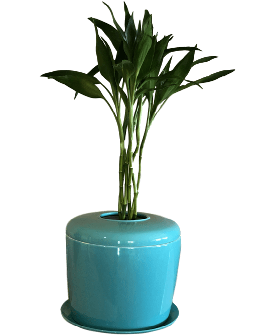 The Living Urn Indoors / Patio for Pets