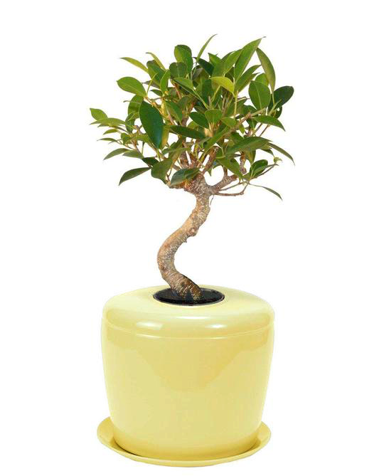 The Living Urn Indoors / Patio for Pets