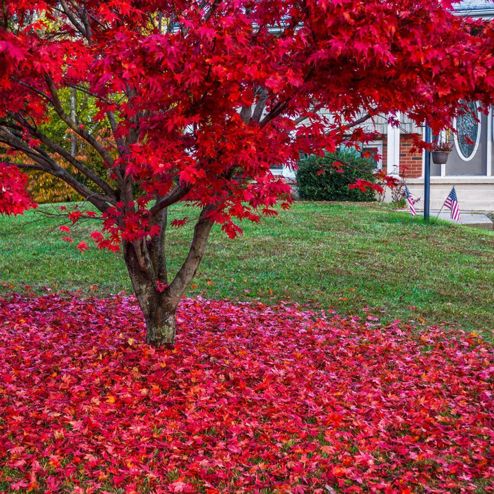 The Living Urn® for Pets - Includes a Tree Voucher