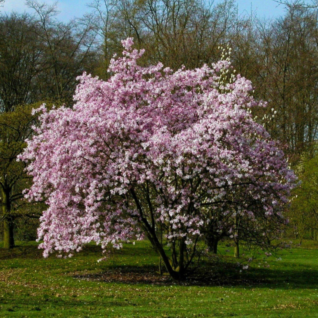 The Living Urn® for Pets - Includes a Tree Voucher