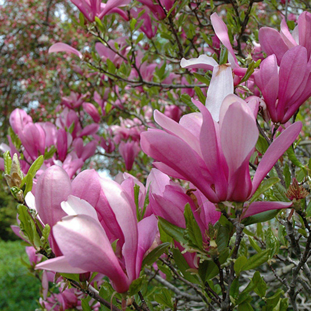 The Living Urn® for Pets - Includes a Tree Voucher