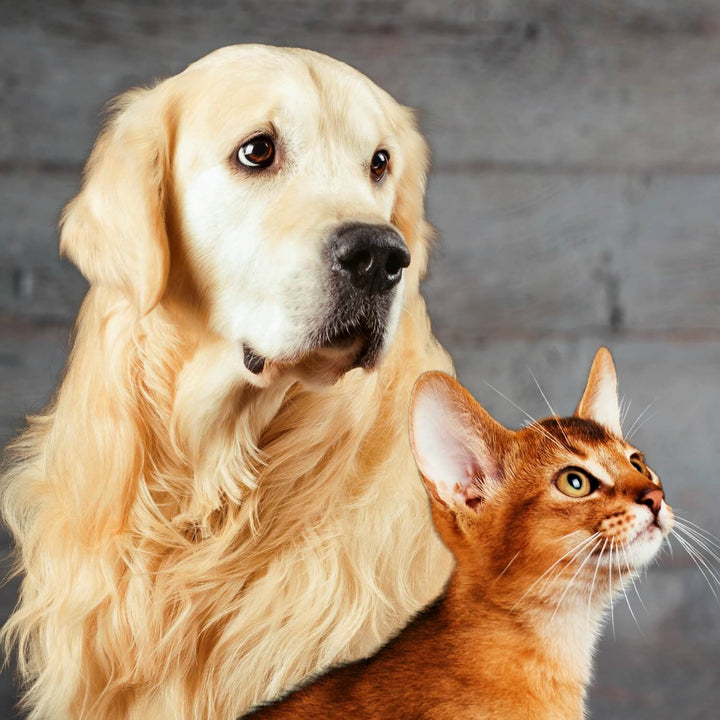 The Living Urn® for Pets - Pre-Planning Program