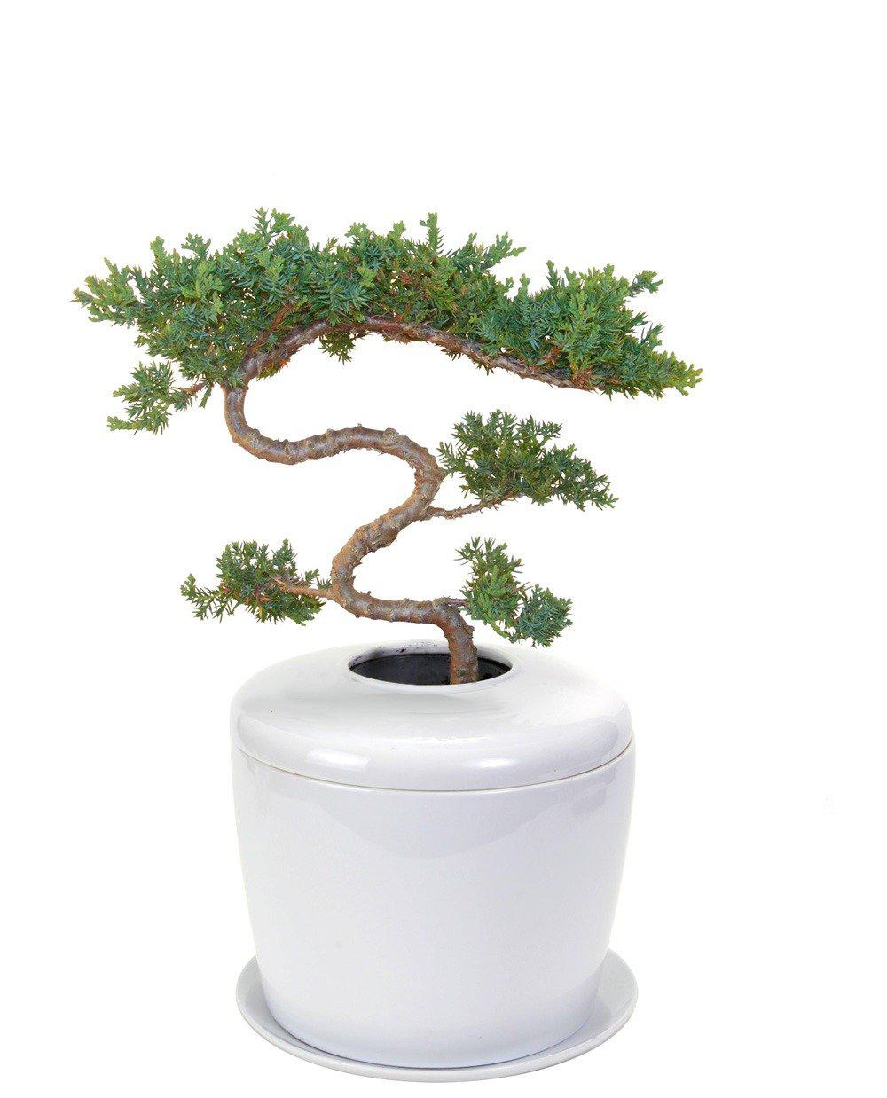 The Living Urn Indoors / Patio for Pets