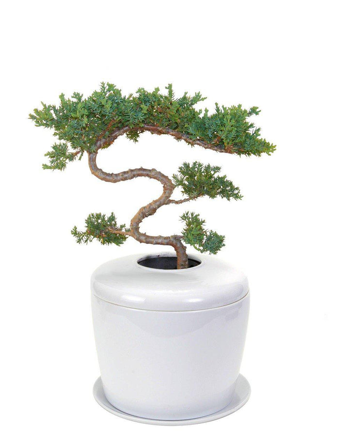 The Living Urn Indoors / Patio for Pets