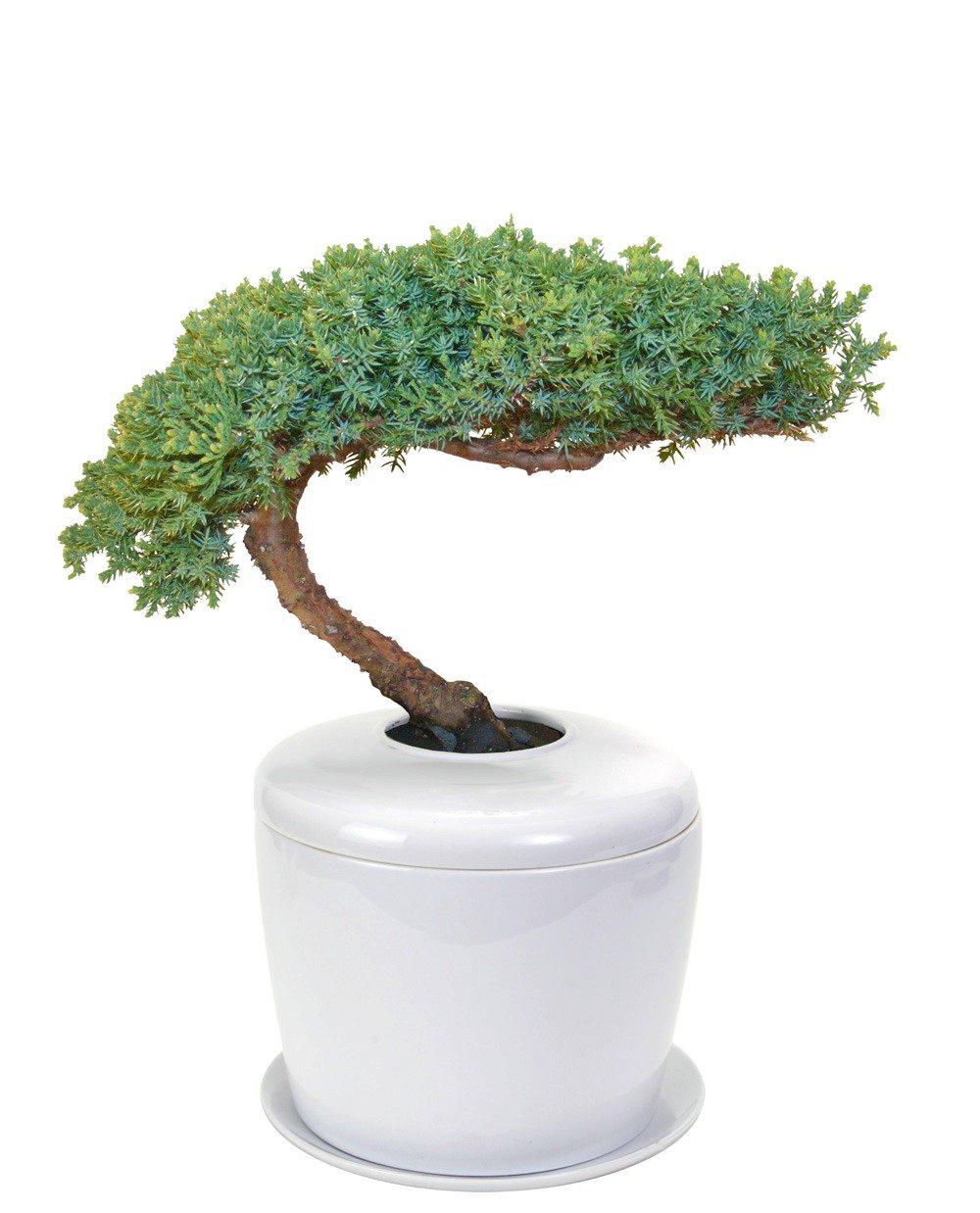 The Living Urn Indoors / Patio for Pets