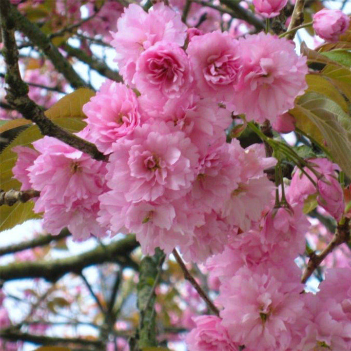 The Living Urn® for Pets - Includes a Tree Voucher