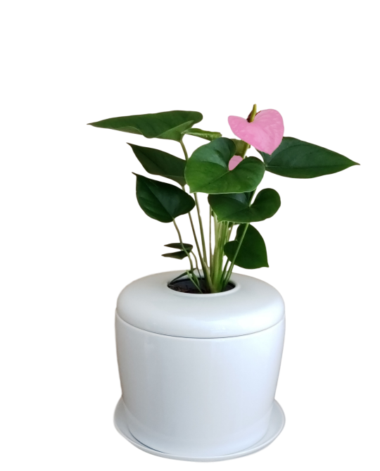 The Living Urn Indoors / Patio for Pets